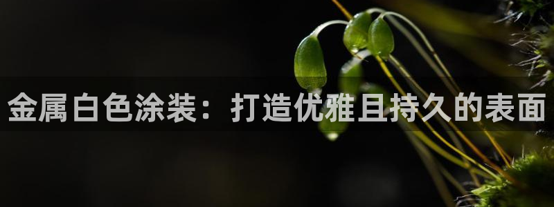 美高梅接驳车
