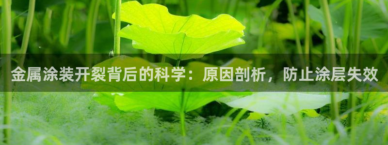 美高梅公司的业务范围